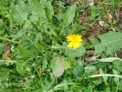 Taraxacum officinale