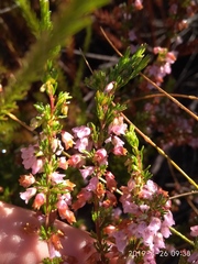 Erica intervallaris