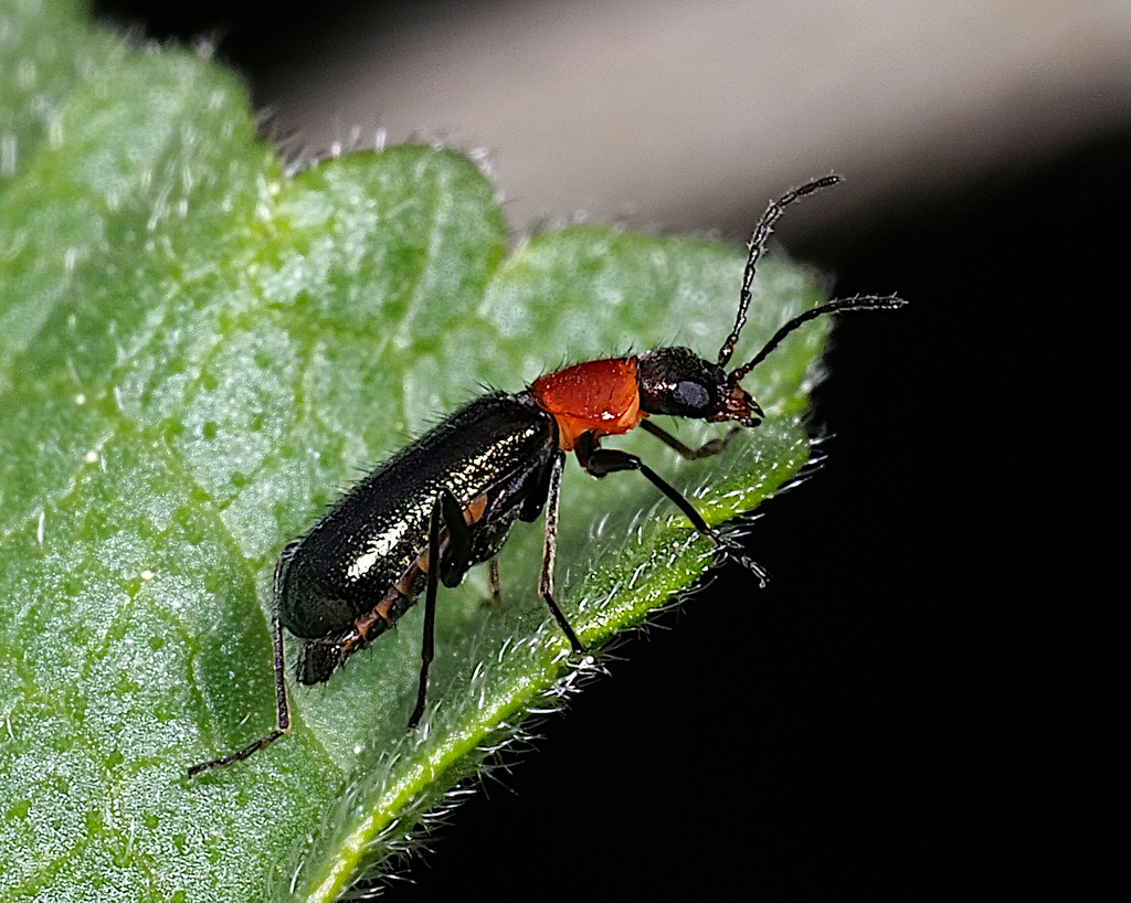 Attalus lusitanicus