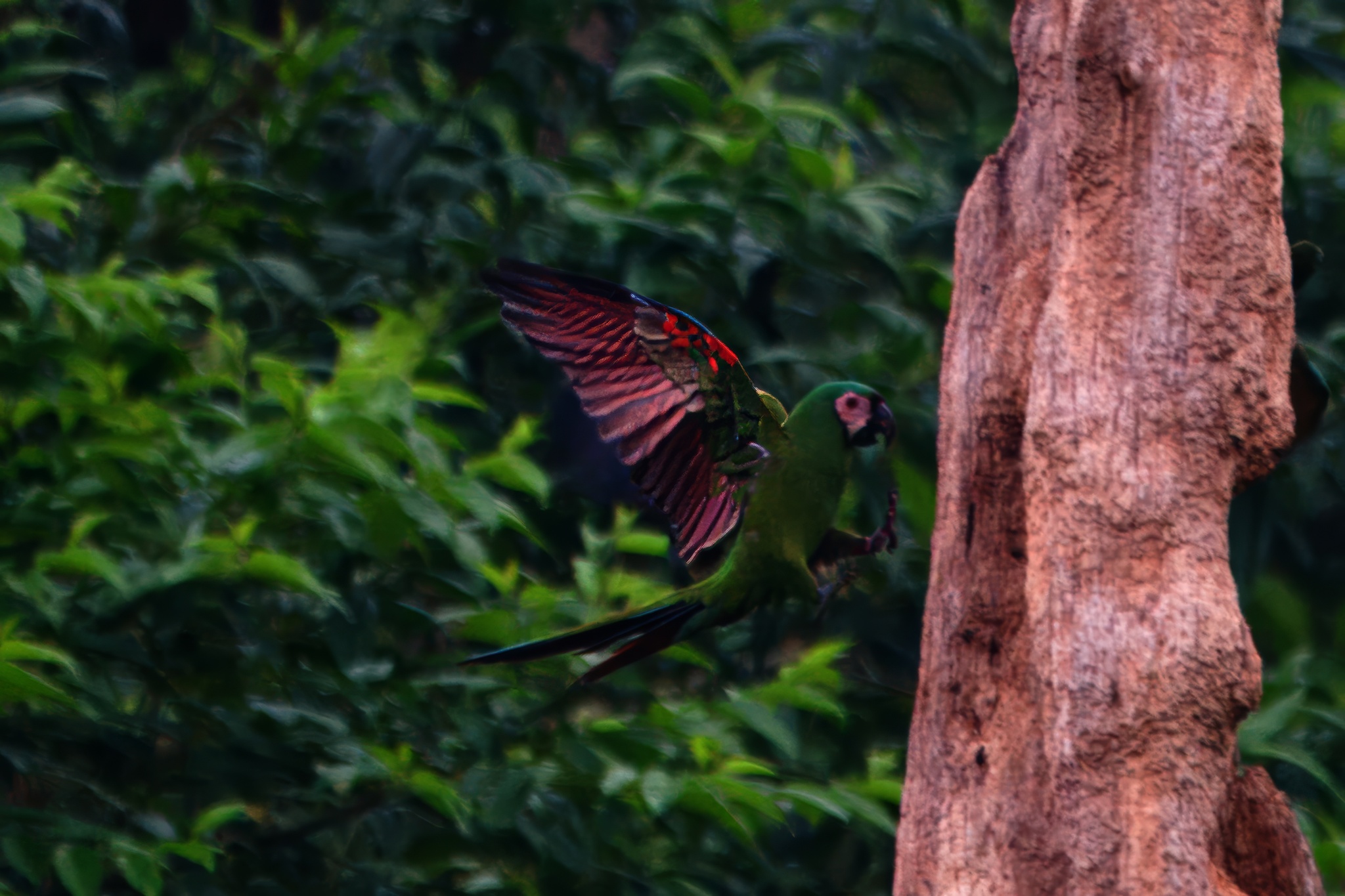Chestnut-fronted Macaw illustration
