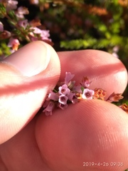 Erica intervallaris