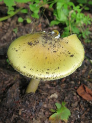 Amanita subjunquillea