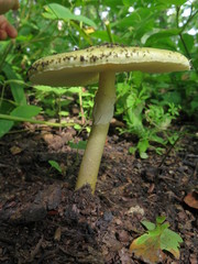 Amanita subjunquillea