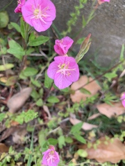 Oenothera rosea