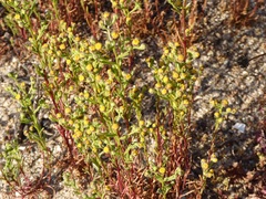Amblyopappus pusillus