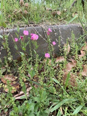 Oenothera rosea