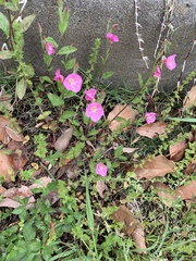 Oenothera rosea