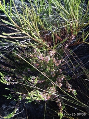 Erica intervallaris