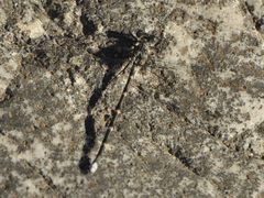 Ecchlorolestes peringueyi