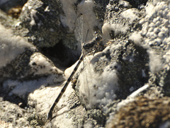 Ecchlorolestes peringueyi