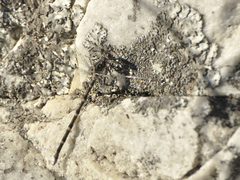 Ecchlorolestes peringueyi