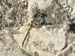 Ecchlorolestes peringueyi