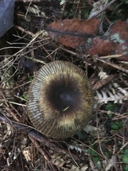Russula acrolamellata