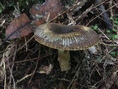Russula acrolamellata