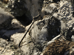 Ecchlorolestes peringueyi