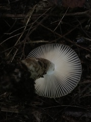 Russula acrolamellata
