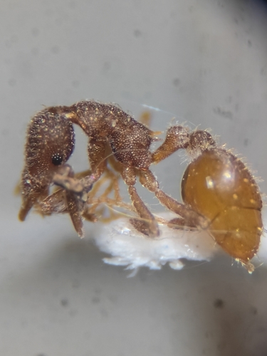 Strumigenys margaritaeStrumigenys margaritae