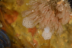 Antiopella capensis
