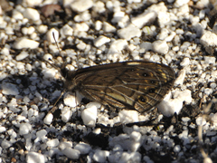 Torynesis hawequas