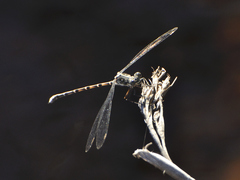 Ecchlorolestes peringueyi