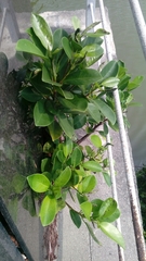 Ficus microcarpa microcarpa
