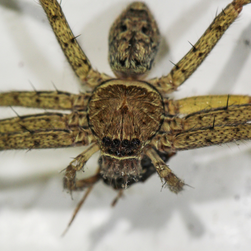Pantropical Huntsman Spider photo 6