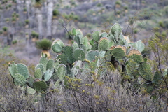Opuntia