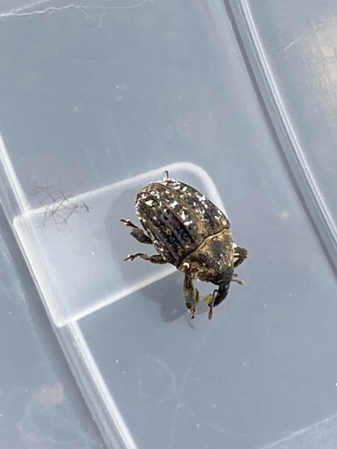 Milkweed Stem Weevil