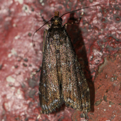 Black Langessa Moth photo 4