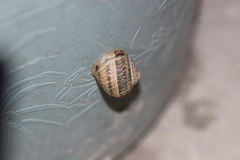 Cornu aspersum