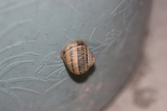 Cornu aspersum