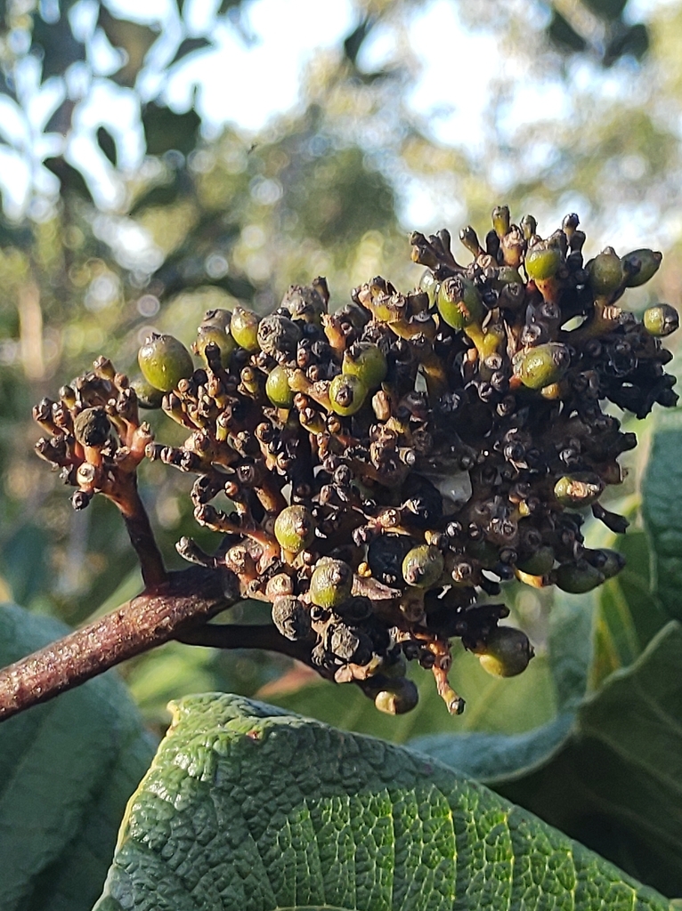 Palicourea rigida from Distrito Federal, Brasília, BR on March 29, 2024 ...