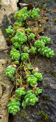 Sedum dasyphyllum iNat (2)