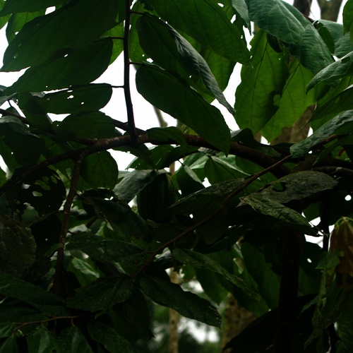 Image of Theobroma bicolor by (c) Bill Levine, some rights reserved (CC BY)