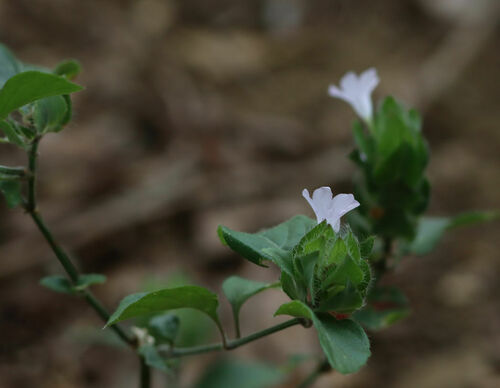 Ruellia blechum image