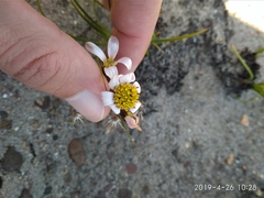 Mairia coriacea