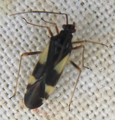 Dryophilocoris flavoquadrimaculatus