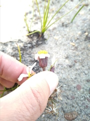 Mairia coriacea