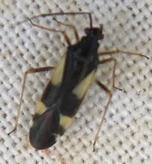 Dryophilocoris flavoquadrimaculatus