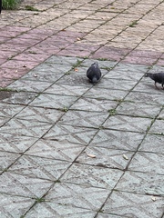 Columba livia domestica