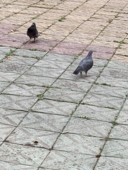 Columba livia domestica