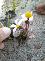 Mairia coriacea