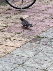 Columba livia domestica