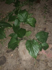 Morus nigra