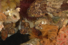 Caffrogobius nudiceps