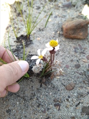 Mairia coriacea