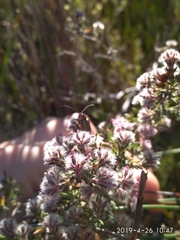 Erica eriocephala