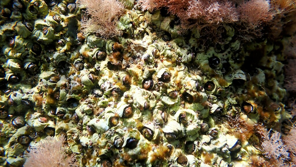 Dendropoma cristatum