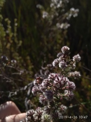 Erica eriocephala
