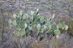 Opuntia